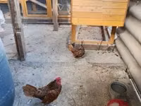세브라이트 — 사진 2