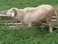 Moutons (lot, sexe non indiqué), Moutons — photo 8