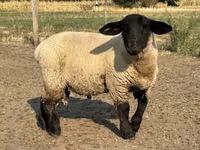 Ram, White Suffolk sheep — photo 1
