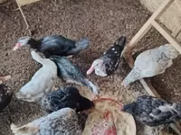 Evcil Misk ördeği — foto 2