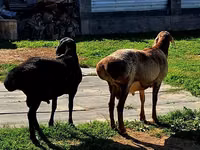 Ram, Hissar sheep — photo 1