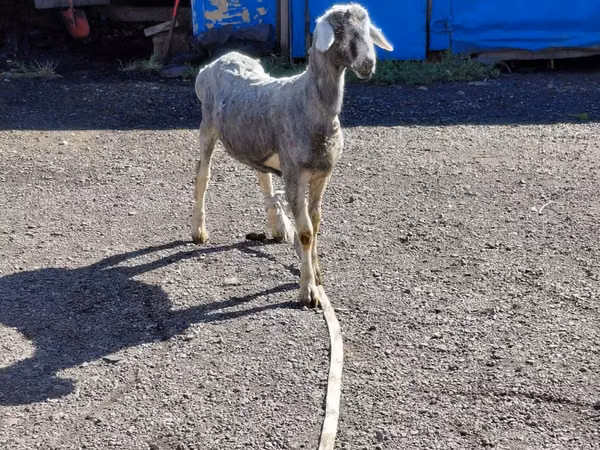 Ram, Edilbay sheep — Kazakhstan