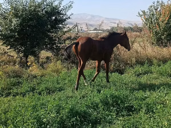ፈረስ, Horses