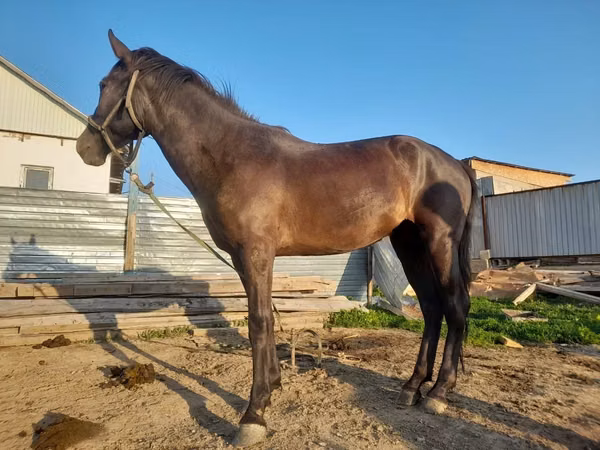 Mare, Horses — Kazakhstan