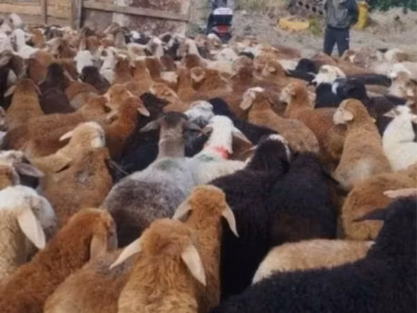 Ram, Sheep — Kazakhstan