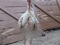 Chickens — ছবি 1