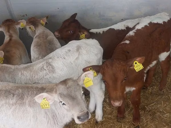 सांड, Simmental cattle — पोलैंड