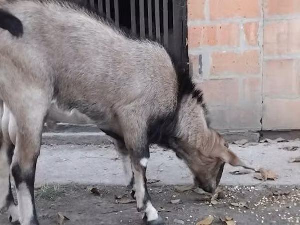 Kambing jantan, Nubian Goat