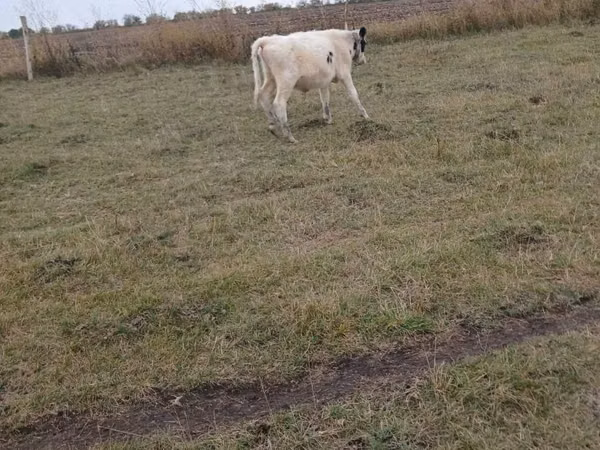 Bull, Cattle