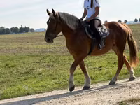 Kůň, Koně — foto 2
