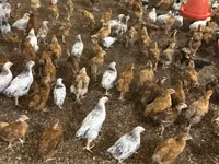 Chickens — photo 4