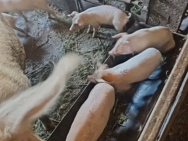 Boar, Pigs — Georgia