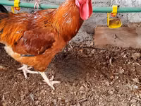 găini Shamo — foto 4