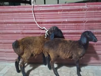 بھیڑیں (گروپ، جنس مذکور نہیں), بھیڑیں — تصویر 6