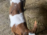 公牛, Cattle — 照片 3
