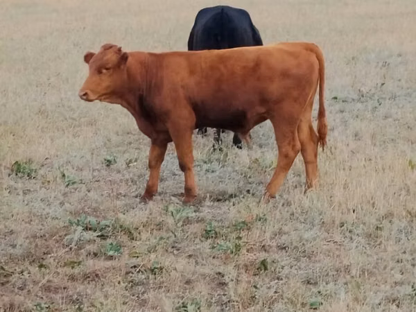 Cow, Ukrainian grey cattle — Kazakhstan