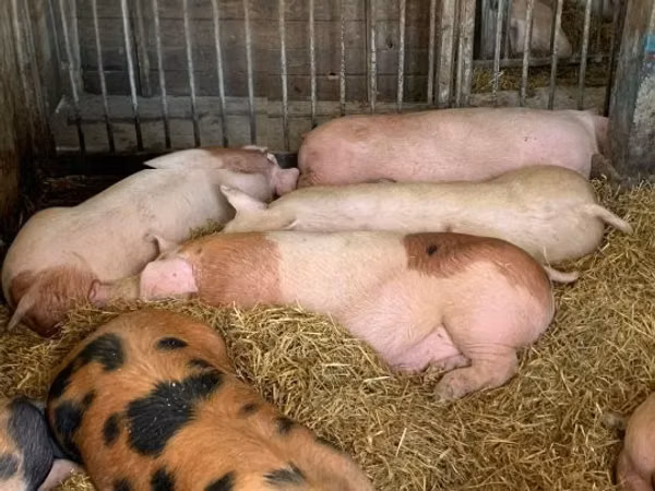 Sow, Pigs