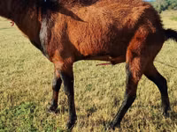 Ямаа, Saanen goat — 4 зураг