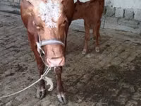 Krava, Simmental cattle — foto 4