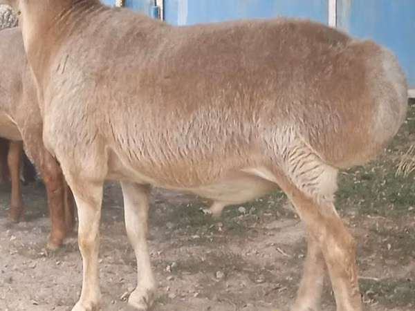 Ram, Rhon sheep — Kyrgyzstan