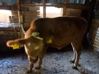 Cattle (batch, sex not specified), Cattle — photo 6