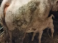 Bulle, Charolais cattle — Foto 3