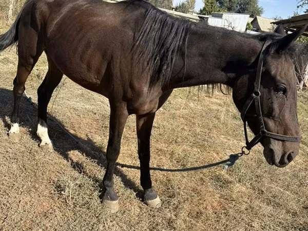 Mare, Horses — Kyrgyzstan