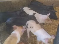 Pigs (batch, sex not specified) — photo 3