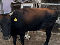 Vaca, Latvian Blue cattle — foto 1