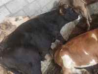 Bou, Simmental cattle — foto 5