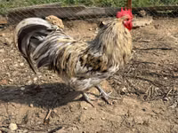 Chickens — foto 1