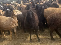 قوچ, Edilbay sheep — عکس 4