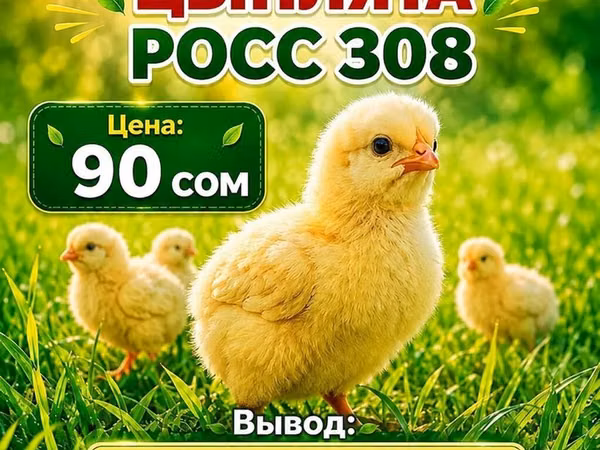 Ross 308 — Kârgâzstan