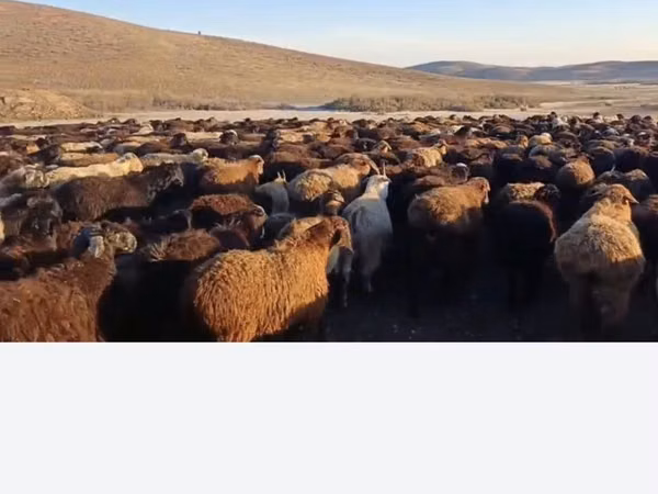 میش, Edilbay sheep