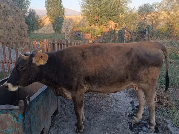 Cow, Cattle — Kyrgyzstan