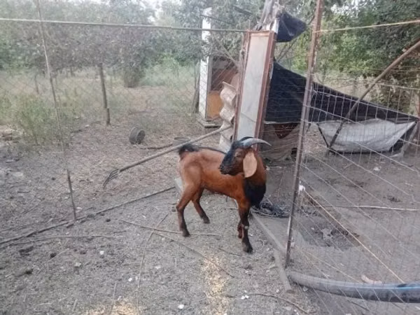 숫염소, Nubian Goat