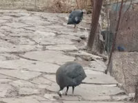 پرل گری — عکس 3