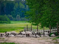 Widder, Romanov sheep — Foto 2