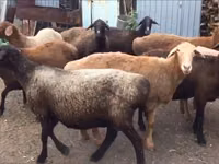 Ram, Sheep — photo 3