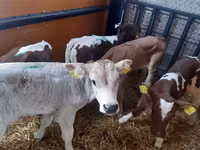 Boğa, Simmental cattle — foto 3