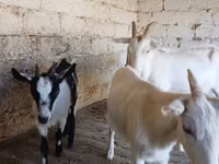 Goat, Saanen goat — photo 3