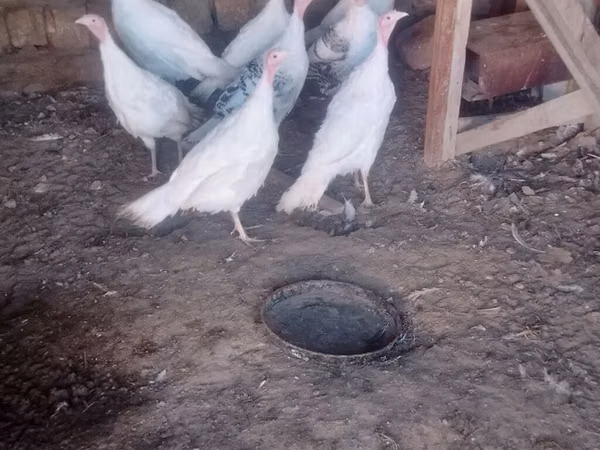Turkeys — Azerbejdżan