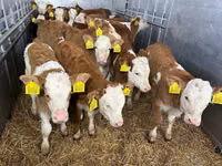 Tyre, Simmental cattle — foto 2