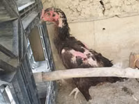 Chickens — عکس 3