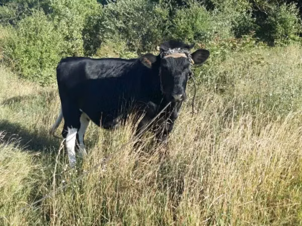 Cow, Cattle — Moldova