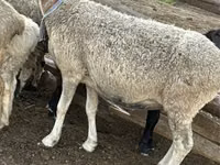 میش, گوسفند — عکس 3