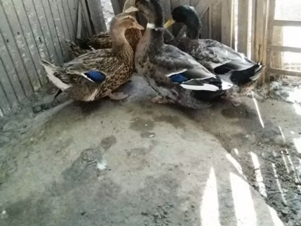 Ducks — Hungary
