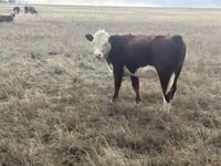 Cow, Kazakh White-headed cow — photo 5
