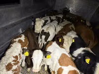 گاو و گوساله (گروه، جنسیت مشخص نشده), Simmental cattle — عکس 2