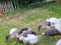 Geese — 2 зураг